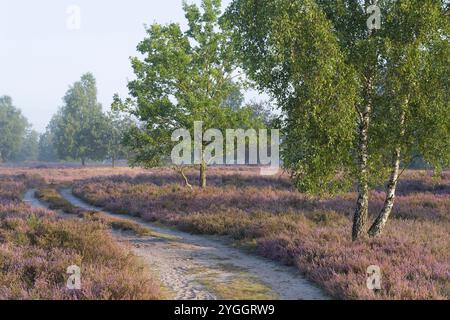 Humeur matinale dans la Behringer Heide, chemin à travers la lande en fleurs, réserve naturelle près de Bispingen, Parc naturel de Lüneburg Heath, Allemagne, basse-Saxe Banque D'Images