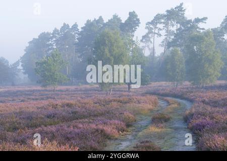 Humeur matinale dans la Behringer Heide, chemin à travers la bruyère en fleurs, ambiance brumeuse, réserve naturelle près de Bispingen, Parc naturel de la bruyère de Lüneburg, Allemagne, Lowe Banque D'Images