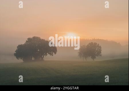 Paysage brumeux onirique au lever du soleil sur une prairie d'automne dans le Allgäu. Avec les silhouettes de grands arbres à feuilles caduques au premier plan et un conifero Banque D'Images