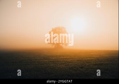 Puissant arbre à feuilles caduques sur une prairie d'automne rosée dans le lever de soleil brumeux Banque D'Images