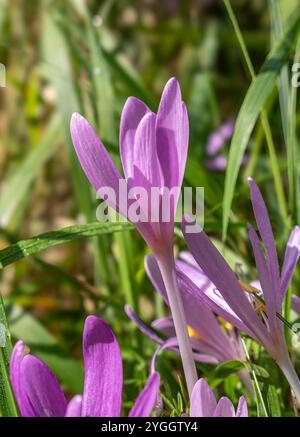 Crocus d'automne, Colchicum autumnale dans un pré, Bavière, Allemagne, Europe Banque D'Images