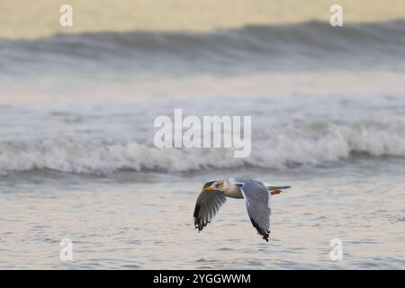 Gros plan d'un Goéland argenté, Larus argentatus, volant bas au-dessus de l'eau sur un fond flou de vagues de surf Banque D'Images