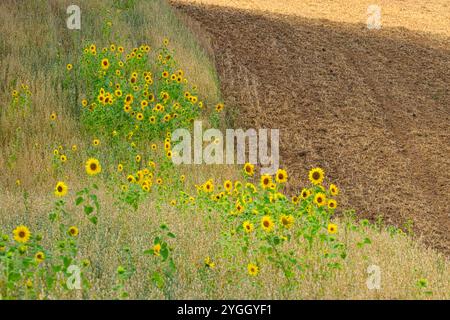 Europe, Allemagne, Hesse, Hesse centrale, Parc naturel de Lahn-Dill-Bergland, champ de tournesol à côté du champ labouré Banque D'Images