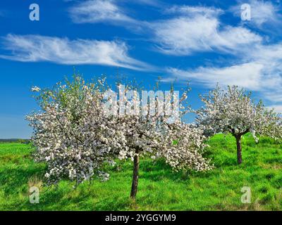 Europe, Allemagne, Hesse, Hesse centrale, Marburger Land, pommiers fleuris sous un ciel bleu Banque D'Images