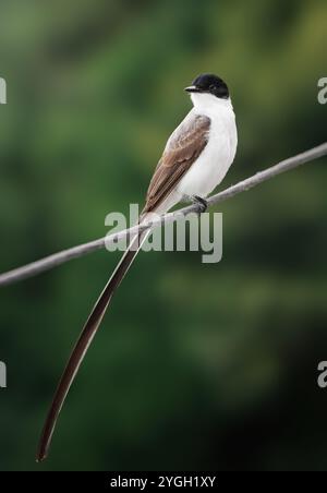 Oiseau mouche à queue fourchue (Tyrannus savana) Banque D'Images