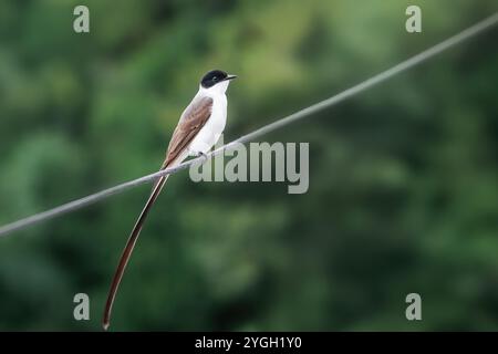 Oiseau mouche à queue fourchue (Tyrannus savana) Banque D'Images