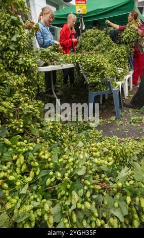 Angleterre, Kent, Faversham, Festival annuel du Hop, Girls Making Garland Headbands from Hops Banque D'Images