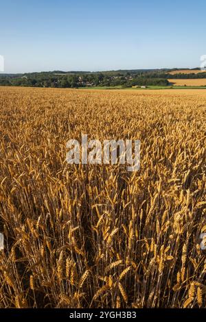 Angleterre, Kent, Elham Valley, champs de blé Banque D'Images