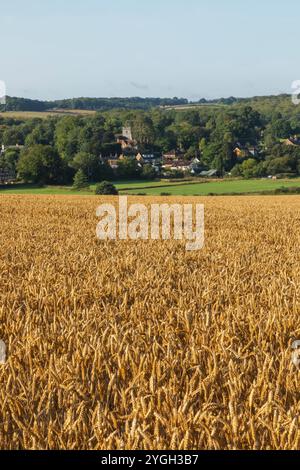 Angleterre, Kent, Elham Valley, champs de blé Banque D'Images