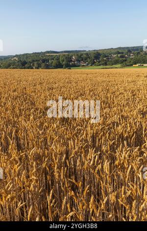 Angleterre, Kent, Elham Valley, champs de blé Banque D'Images