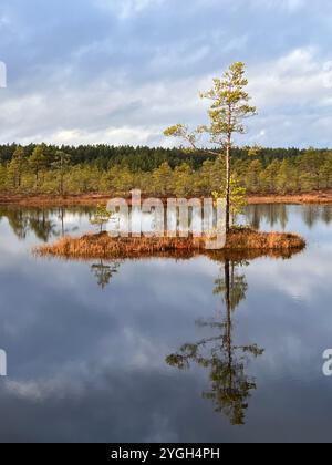 Beauté du paysage estonien des tourbières Banque D'Images