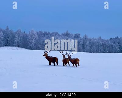 Pays des merveilles hivernales à Toosikannu Banque D'Images