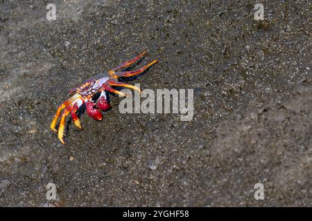 Crabe rouge coloré Grapsus adscensionis aux Açores. Banque D'Images