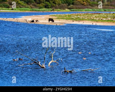 Dans le Geltinger Birk sur le bord de Geltinger Bay Banque D'Images