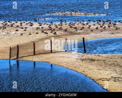 Dans le Geltinger Birk sur le bord de Geltinger Bay Banque D'Images