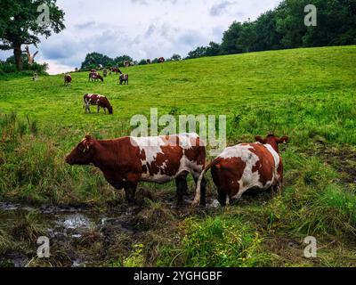 Visite du Musée Viking Haitabu sur la rivière Schlei, vaches Banque D'Images