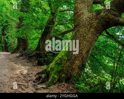 Visite du Musée Viking Haitabu sur la rivière Schlei, arbres, forêt Banque D'Images