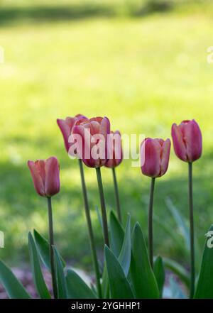 Belles fleurs de tulipe rose abricot sur fond de jardin vert Banque D'Images