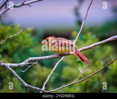 Un oiseau est perché sur une branche dans un arbre. L'oiseau est brun et rouge. L'image a une ambiance paisible et sereine Banque D'Images