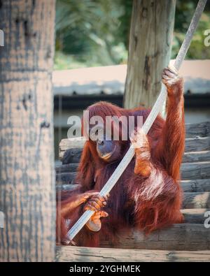 Un bébé orang-outan est suspendu à une corde. La corde est blanche et l'orang-outan est couvert de cheveux roux Banque D'Images