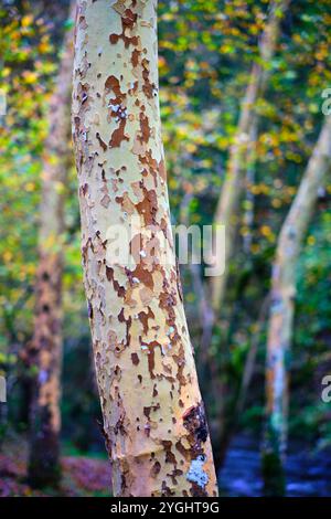 Une vue rapprochée du tronc d'un platane londonien (Platanus hispanica) dans une forêt, Banque D'Images