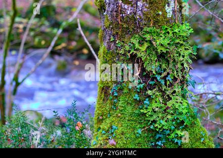 Une vue sur le lichen vibrant lobaria pulmonaria recouvrant un tronc d'arbre moussue dans la forêt luxuriante et verdoyante. Banque D'Images