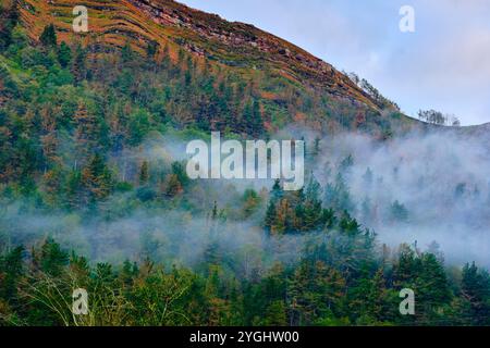 Un paysage serein dans la vallée de Cabuerniga, Cantabrie, mettant en valeur une forêt dense partiellement couverte de brume matinale. Banque D'Images