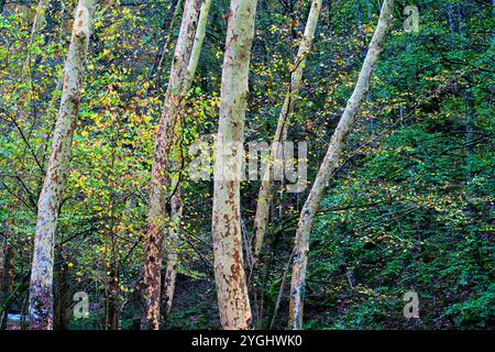 Une vue panoramique de Platanus hispanica, ou platanes, dans la forêt d'Ucieda. Banque D'Images