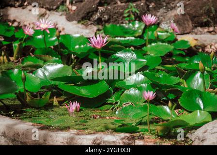 fleurs de lotus rose ou de nénuphars Banque D'Images