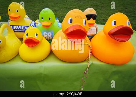 La Great Warrington and Latchford Duck Race Banque D'Images