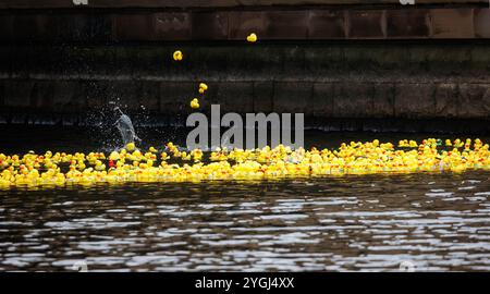 La Great Warrington and Latchford Duck Race Banque D'Images