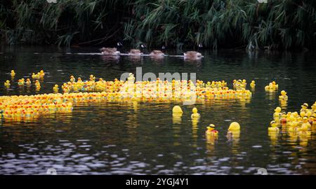 La Great Warrington and Latchford Duck Race Banque D'Images