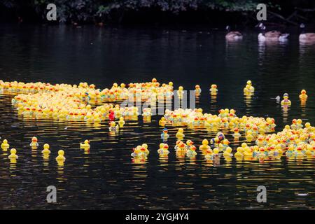 La Great Warrington and Latchford Duck Race Banque D'Images