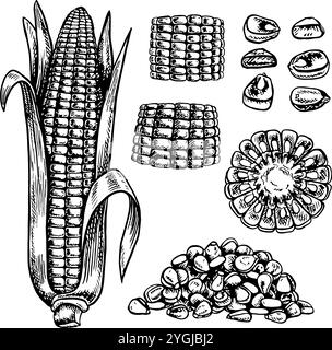 Un ensemble avec du maïs. Épis de maïs tranchés et entiers et grains. Graphiques vectoriels. Illustration dessinée à la main en noir et blanc. Sur fond blanc. Idéal pour les laboratoires Illustration de Vecteur