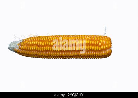 Maïs jaune sur les grains d'épis qui se dessèchent pour la plantation future de graines dans le jardin Banque D'Images