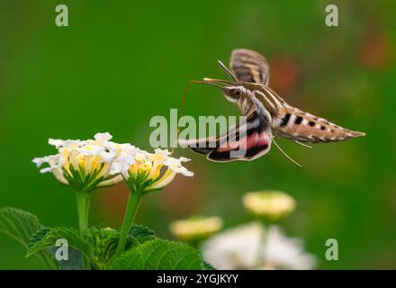 Un Sphinx Moth à doublure blanche en profil latéral pollinisant les fleurs blanches de Lantana avec sa longue langue. Gros plan. Banque D'Images