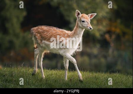 Jeune veau de cerf en jachère sur une prairie devant une forêt en automne Banque D'Images