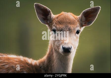 Gros plan / Portrait d'un jeune veau de cerf en jachère Banque D'Images