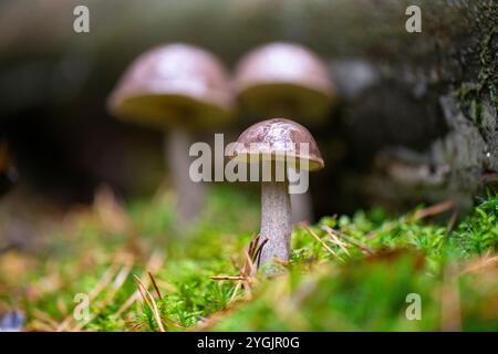 hêtre bleu ou champignon bolete noisette Banque D'Images