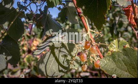 Cadre de tige vide après les vendanges mécaniques à Vinassan. Banque D'Images