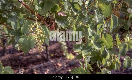 Cadre de tige vide après les vendanges mécaniques à Vinassan. Banque D'Images