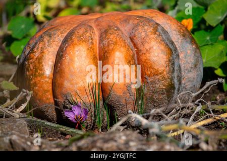 Courge d'hiver, citrouille calabaza (Cucurbita moschata) avec une fleur de crocus safran (Crocus sativus), safran Banque D'Images