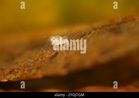 Sauteur de balle multicolore (Dicyrtomina ornata) sur feuilles mortes Banque D'Images