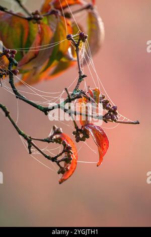 Cerise de cornaline (Cornus mas) en octobre avec toiles d'araignée, été indien Banque D'Images