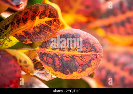 Feuilles du buisson de perruque (Cotinus coggygria) en automne Banque D'Images