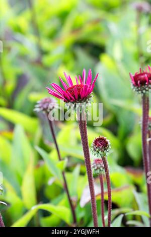 Fleur de cône violet, pourpre-coneflower de l'est, pourpre-coneflower (Echinacea purpurea 'Fatal attraction', Echinacea purpurea Fatal attraction, Rudbecki Banque D'Images