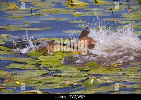 Carpe écailleuse, carpe européenne (Cyprinus carpio), carpe écailleuse frai dans un champ de roses d'étang, Allemagne Banque D'Images