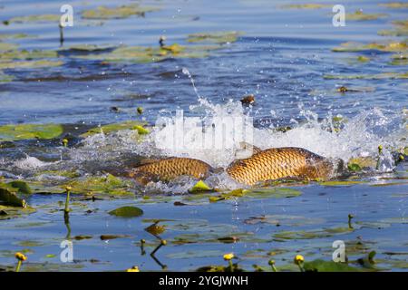 Carpe écailleuse, carpe européenne (Cyprinus carpio), carpe écailleuse frai dans un champ de roses d'étang, Allemagne Banque D'Images