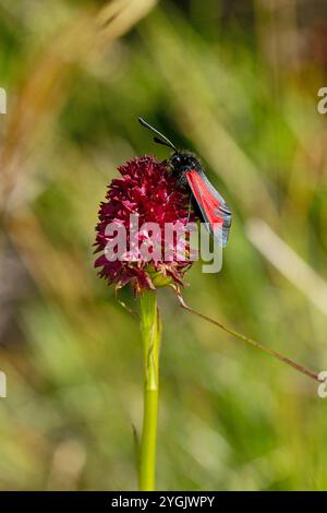 burnet transparent (Zygaena purpuralis), assis sur orchidée de vanille noire, Gymnadenia nigra, Autriche, Tyrol Banque D'Images