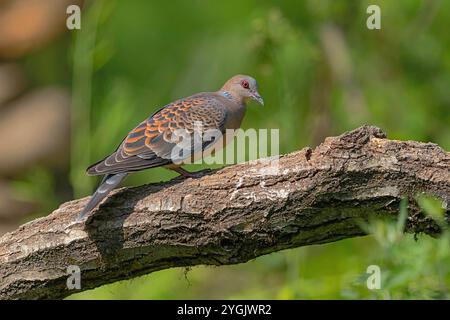 Tourterelle orientale (Streptopelia orientalis), assise sur une branche, Chine, Sichuan Banque D'Images